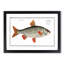 Roach Fish by M.E. Bloch - Picture Frame Painting Print-55618258-55618259