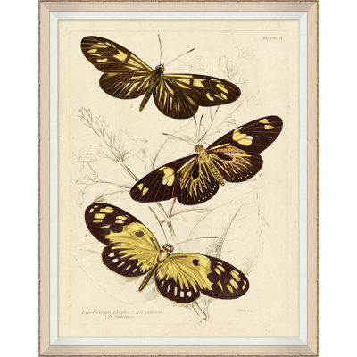 Yellow Butterflies 2 Framed Print