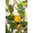 47'' Faux Lemon Tree in Pot