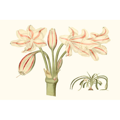 " Antique Amaryllis V " by Curtis Painting Print