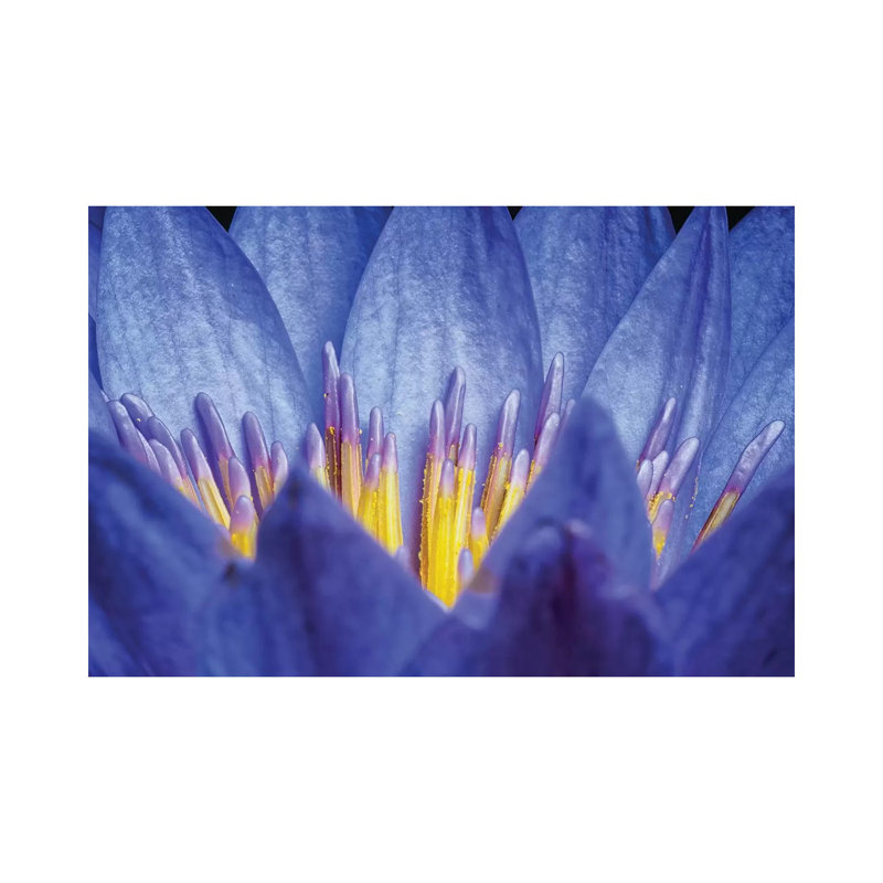 Lotus #2 - Wrapped Canvas Print, 20.32cm H x 30.48cm W x 1.905cm D