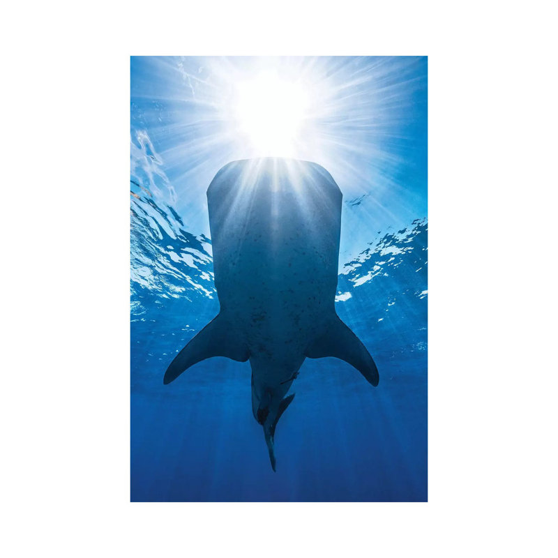 Whale Shark AndSun by Barathieu Gabriel - Wrapped Canvas Print, 20.32 cm H x 30.48 cm W