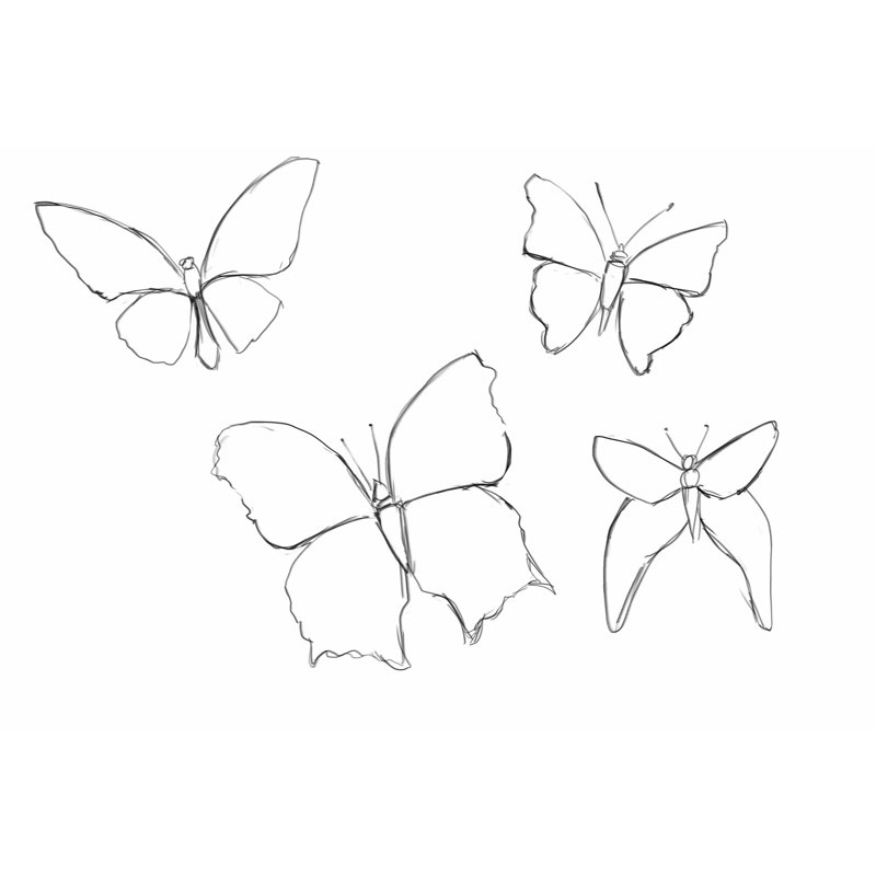 Butterfly Sketches - Wrapped Canvas Print, 81cm H x 122cm W x 3.8cm D
