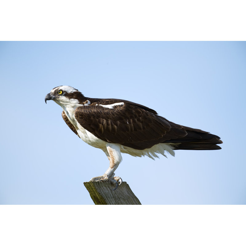 Balbuzard pêcheur perché sur bois - Photographie sur toile tendue, L 12 po x H 8 po