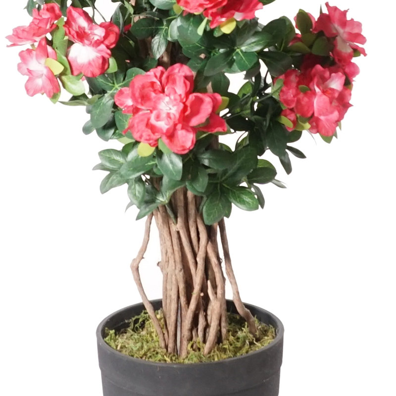 44" Multi Vine Trunk Azalea Flowering Tree in Pot