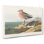 Sandpiper by John Audubon - Wrapped Canvas-55324250