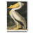 " Pl 311 American White Pelican "-2026429210