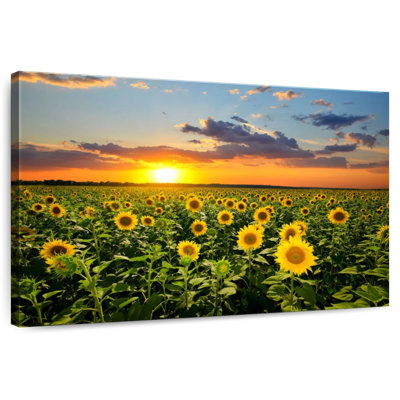 Alvord Blooming Sunflowers