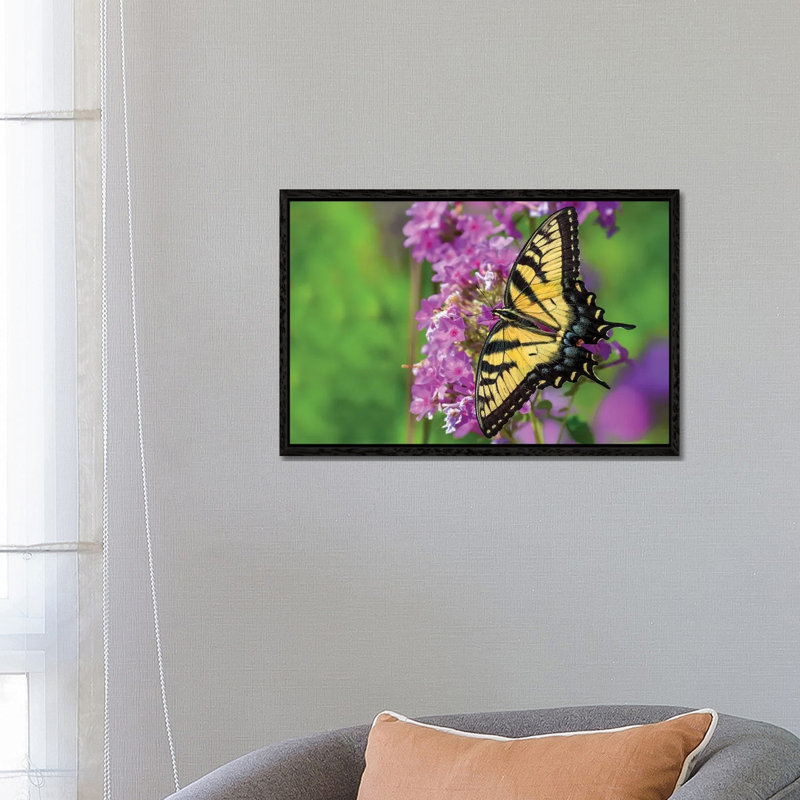 Splash Of Color by David Gardiner - Print on Canvas, Black Framed, 66.04 cm H x 45.72 cm W