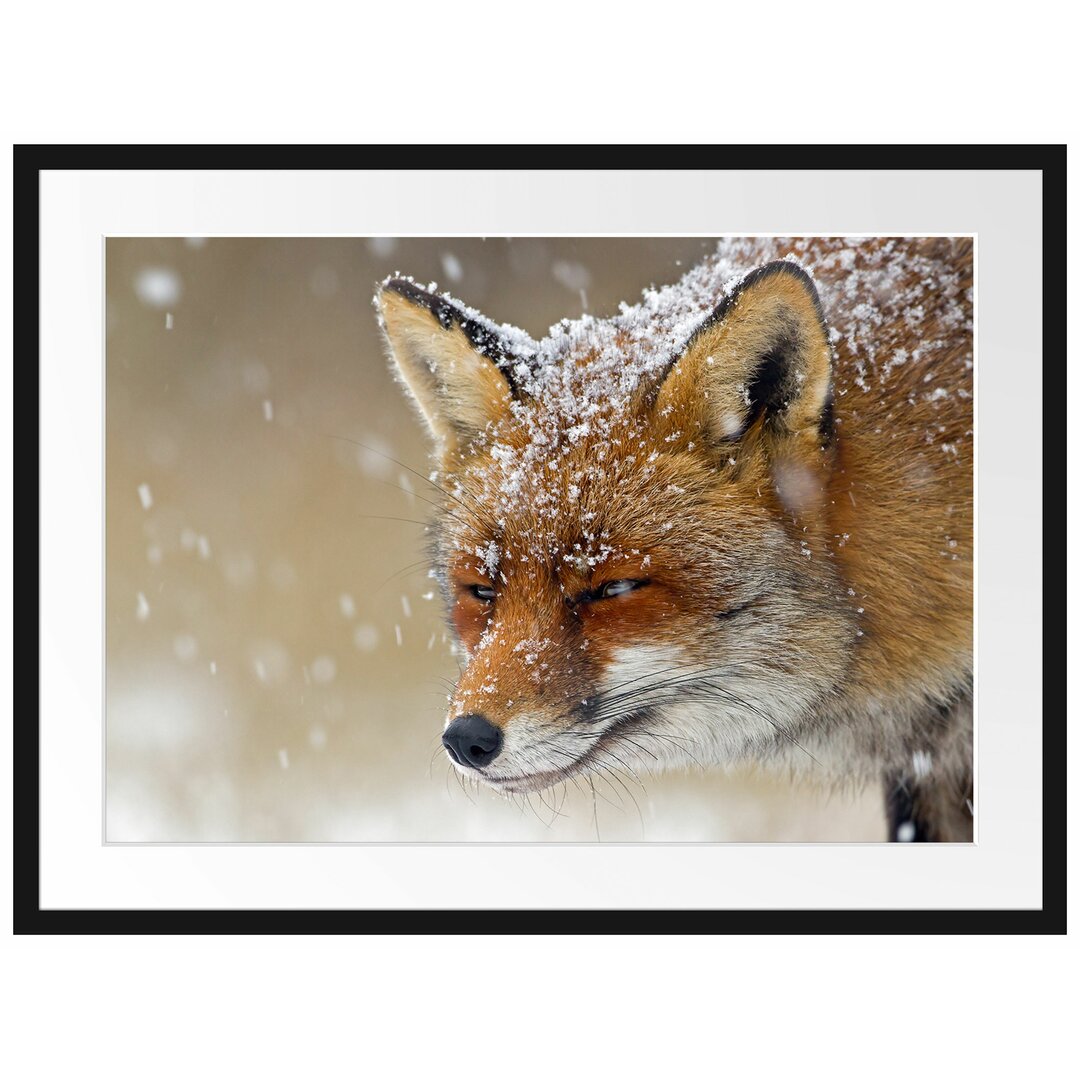 Fuchs im Schnee Gerahmter fotografischer Kunstdruck