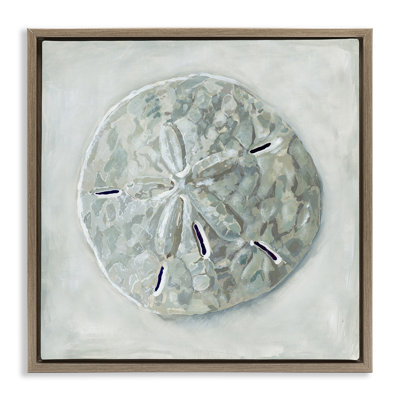 Grey Sand Dollar Seashell