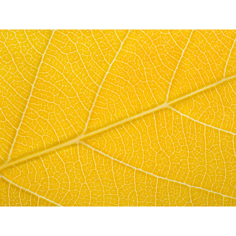 Feuille d'automne par Philippe Moisoux - impression, H 24 po x l 32 po, Toile tendue