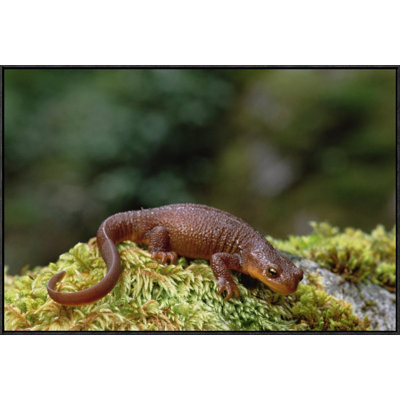 " Rough-Skinned Newt Portrait "