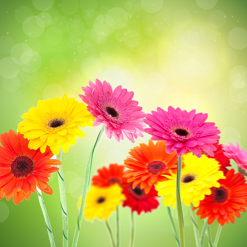 Gerbera Flower Background by Olegganko - Wrapped Canvas Print, 30cm H x 30cm W x 3.8cm D