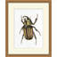 Gilded Beetle 5 Print by Lillian August