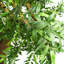 Faux Bamboo Tree in Pot Liner-88980151