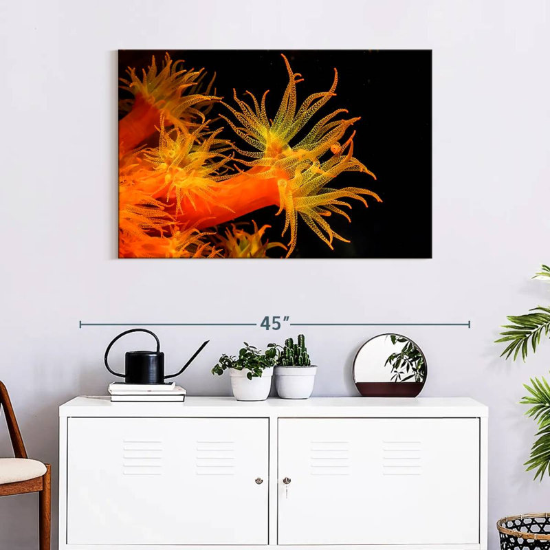 Brampt Sun Polyps, 24" H x 36" W