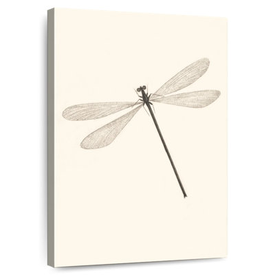 A Classic Dragonfly