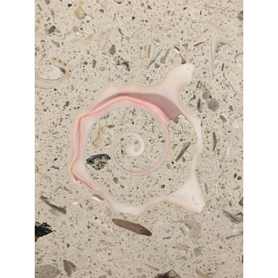 6" x 6" Seastone Cement Cut Shell Scroll Fossil Medallion in Beige