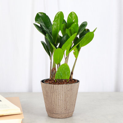 Thorsen's Greenhouse Live ZZ Plant in Ruffle Pot, 4-inch Diameter
