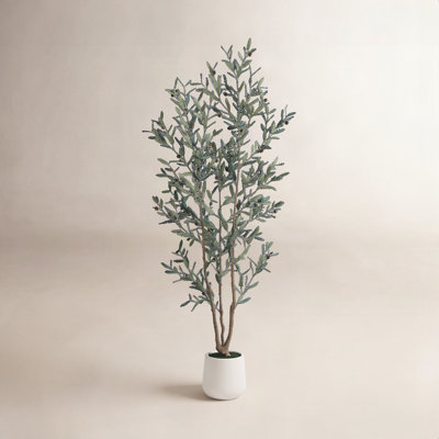 Adcock 84" Olive Tree in Pot