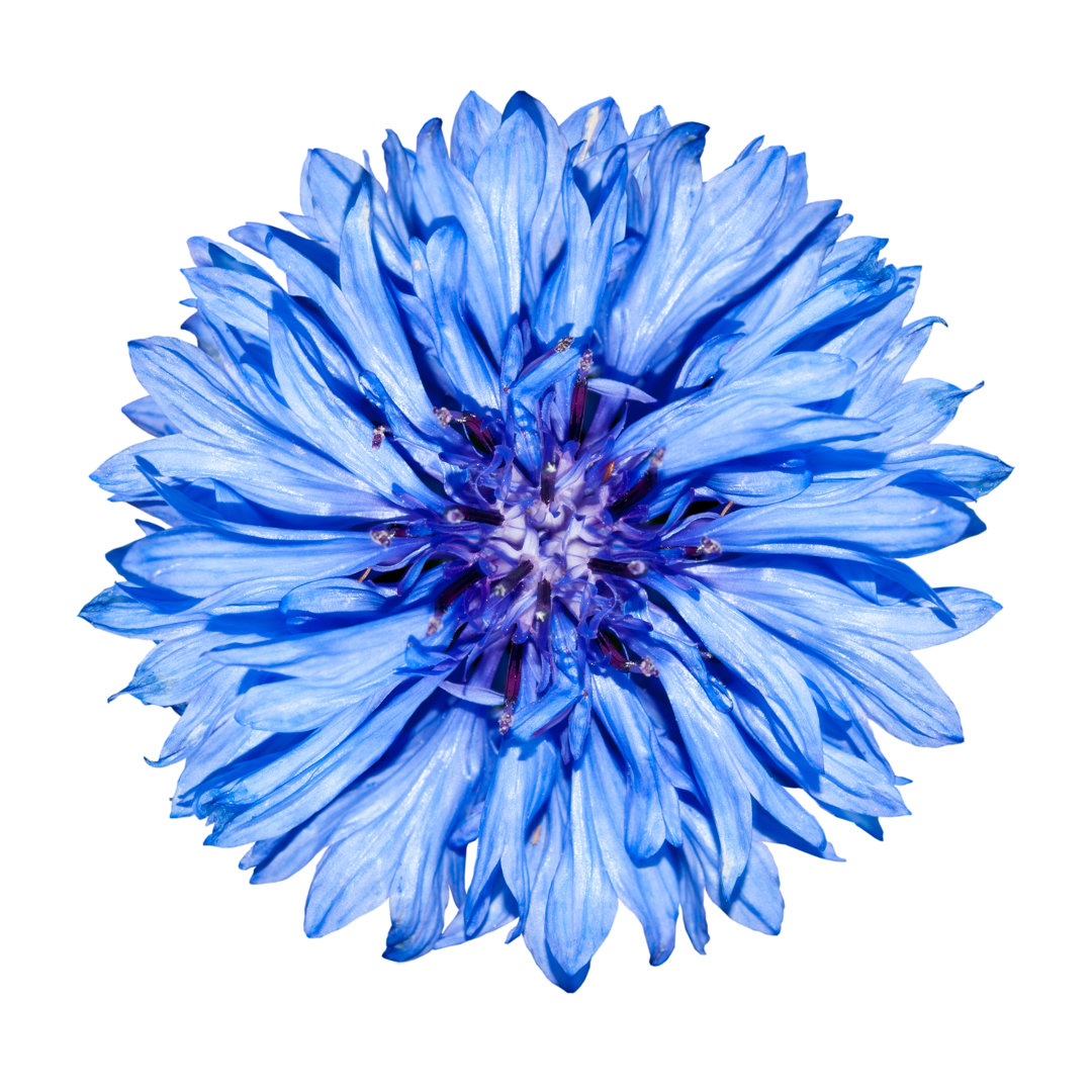Gaithersburg Blue Cornflower, Centaurea Cyanus - Wrapped Canvas Print