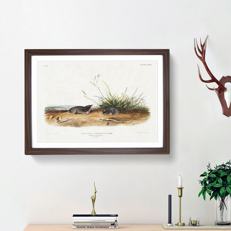 Shrew Moles by J.W. Audubon - Picture Frame Painting Print, Walnut Framed, 27cm H x 36cm W x 2cm D