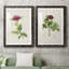 Pretty Pink Botanicals II - ensemble de 2 reproductions de cadres photo-277841890-277841900