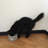 Pet Bowl-82575471-82575467