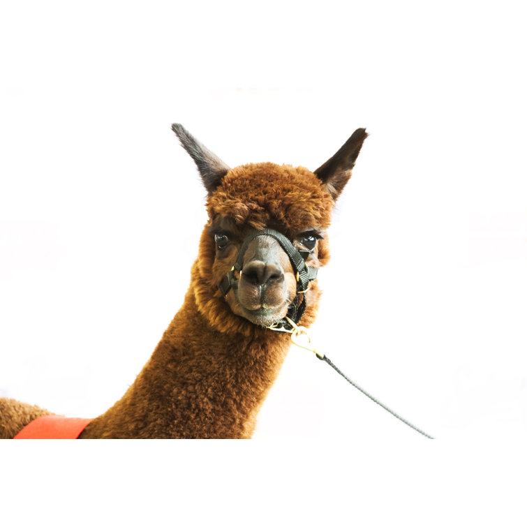 Fron View Of Brown Alpaca by Imamember - Wrapped Canvas Print