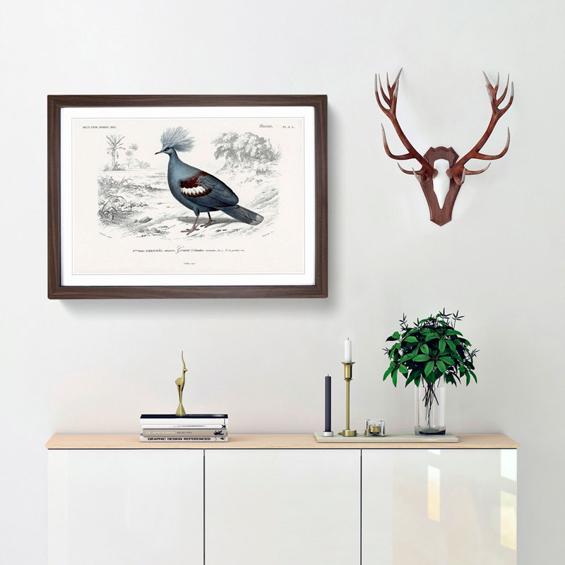 Crowned Pigeon Illustration by Charles D Orbigny - Framed Print, 36cm H x 48cm W x 2cm D, Walnut Framed
