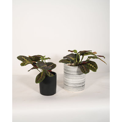 Upshining Live Foliage Plant in Ceramic Pot