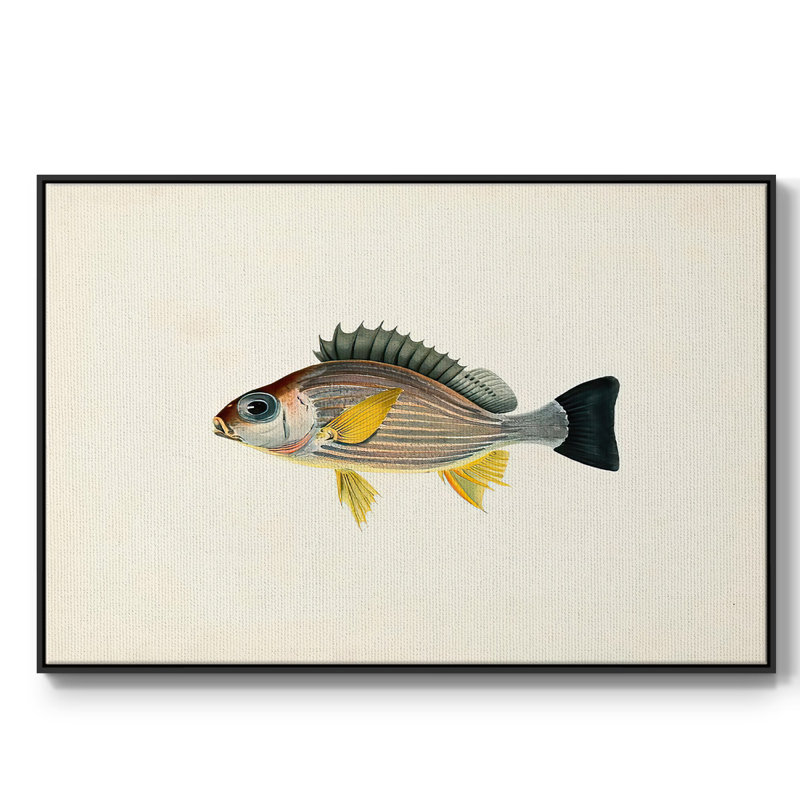Collection de poissons tropicaux III, reproduction sur toile encadrée, H 27 po x l 41 po x P 2 po, Cadre noir