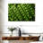 Yarlin Peas-107705783
