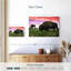Bison And Buffalo