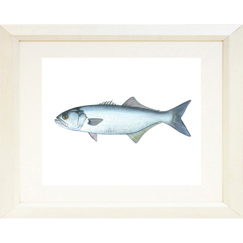 " Blue Fish " by Damon Crook, 16" H x 20" W x 1" D, White Framed Paper