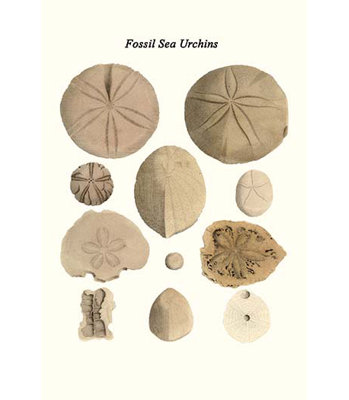 Fossiles mer d’oursins-impression d’art graphique