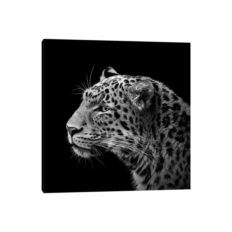 Leopard In Black And White I by Lukas Holas - Wrapped Canvas Print, 66.04 cm H x 66.04 cm W