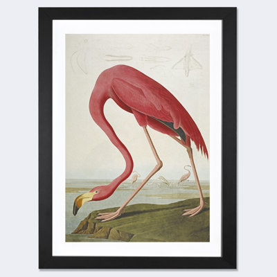 " American Flamingo " by James Audubon