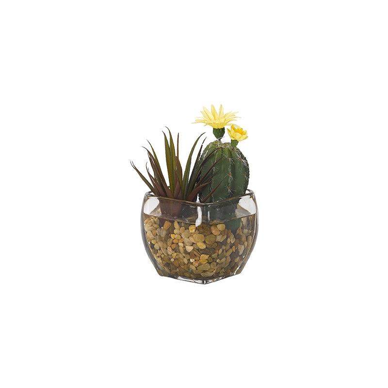 Mini cactus ovale et aloe plante de sol dans un pot