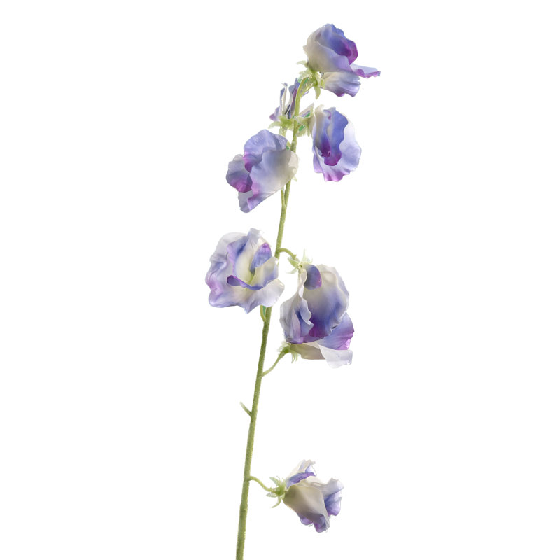Sweet Pea, Lilac