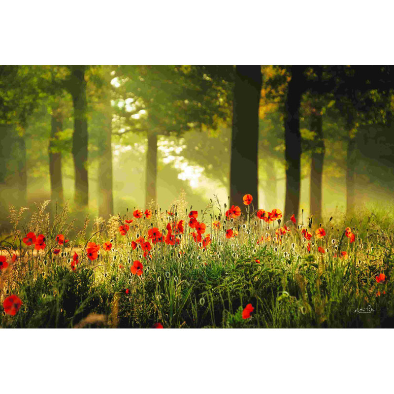 La forêt de coquelicots, H 8 po x l 12 po, Non, Cadre simple argenté