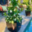 Alexy Pacifica Flower Box-589427889-589427902