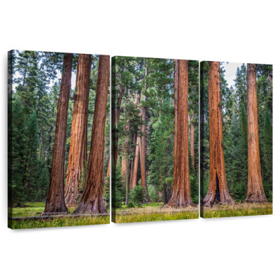 Harnek superbe Sierra Redwoods