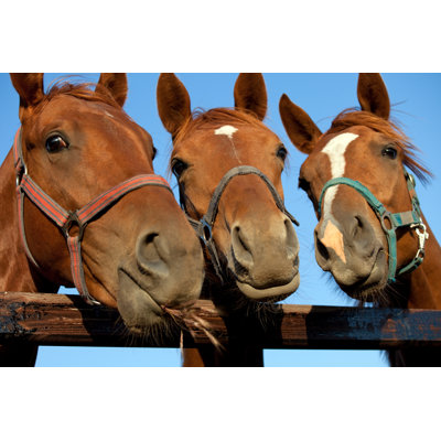 «Horses» par Meggj - Photographie sur toile tendue