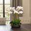 Orchid Floral Arrangement in Planter-249749295-249749281-249749292