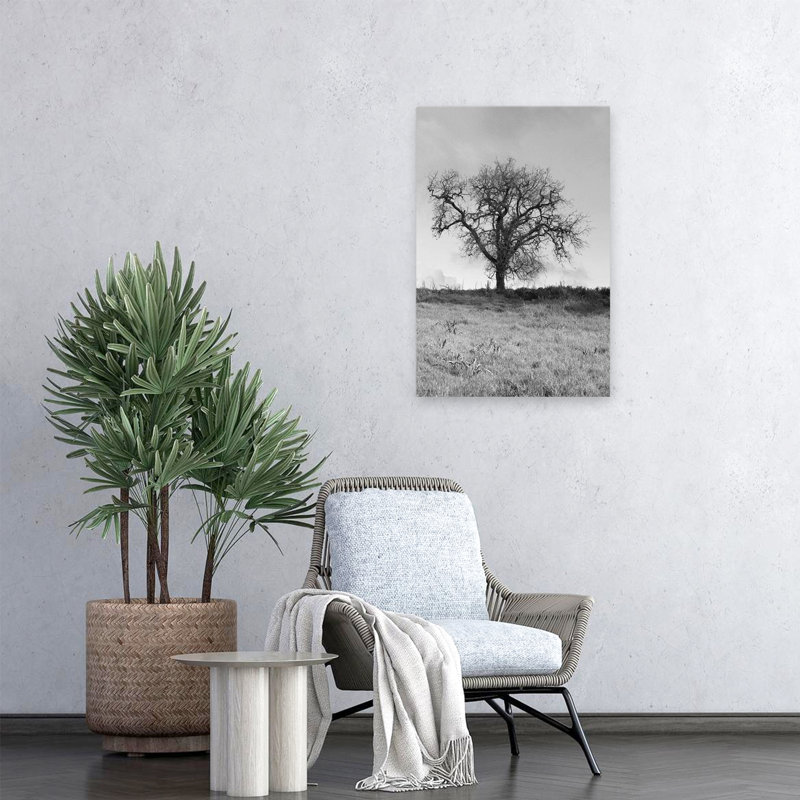 Coastal Oak Series No. 30 - Paysages, photographie, arbres, art, H 24 po x l 16 po