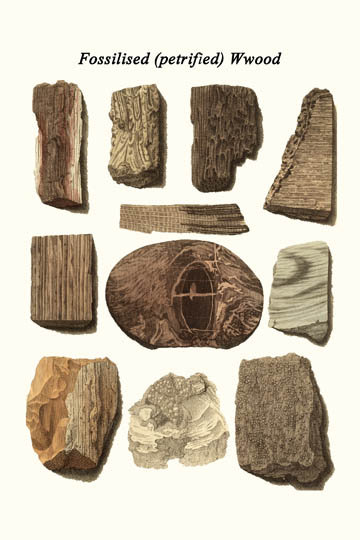 Bois fossilisé (pétrifié)-impression d’art graphique non encadrée, H 66 po x l 44 po x P 1,5 po