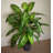 100cm Faux Tree in Metal Planter-341470665