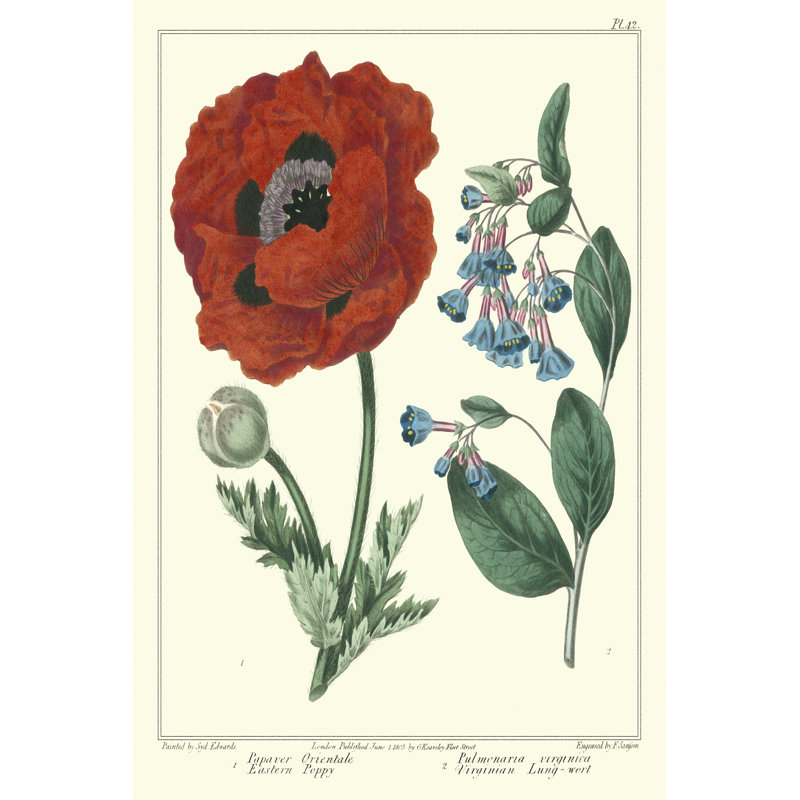 Gardeners Delight I by Sydenham Edwards - Wrapped Canvas Print, 46cm H x 30cm W x 3.8cm D